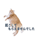 だらしない猫が言い訳をしてくれる（個別スタンプ：32）