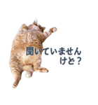 だらしない猫が言い訳をしてくれる（個別スタンプ：34）