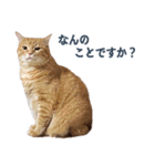 だらしない猫が言い訳をしてくれる（個別スタンプ：35）