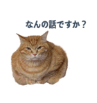 だらしない猫が言い訳をしてくれる（個別スタンプ：36）
