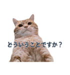 だらしない猫が言い訳をしてくれる（個別スタンプ：37）