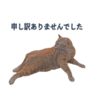 だらしない猫が言い訳をしてくれる（個別スタンプ：38）