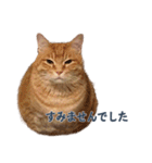 だらしない猫が言い訳をしてくれる（個別スタンプ：39）