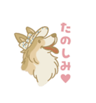 ゆるっとシェルティ（個別スタンプ：13）