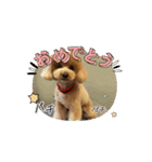 動くトイプのpinoくん①（個別スタンプ：1）