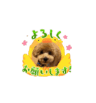 動くトイプのpinoくん①（個別スタンプ：2）