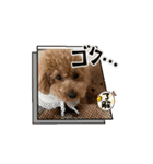 動くトイプのpinoくん①（個別スタンプ：9）