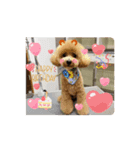 動くトイプのpinoくん①（個別スタンプ：10）