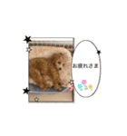 動くトイプのpinoくん①（個別スタンプ：15）