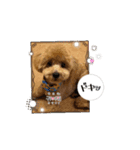 動くトイプのpinoくん①（個別スタンプ：16）