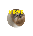 動く うずゆずスタンプ（個別スタンプ：1）
