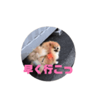 動く うずゆずスタンプ（個別スタンプ：2）