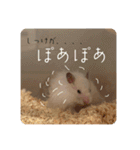 高橋家のはむちゃん 3（個別スタンプ：2）