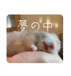 高橋家のはむちゃん 3（個別スタンプ：4）