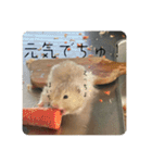 高橋家のはむちゃん 3（個別スタンプ：8）