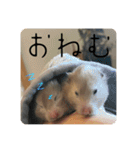 高橋家のはむちゃん 3（個別スタンプ：10）