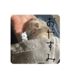 高橋家のはむちゃん 3（個別スタンプ：12）