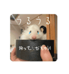 高橋家のはむちゃん 3（個別スタンプ：13）