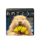 高橋家のはむちゃん 3（個別スタンプ：19）