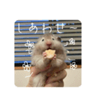 高橋家のはむちゃん 3（個別スタンプ：20）