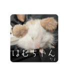 高橋家のはむちゃん 3（個別スタンプ：23）