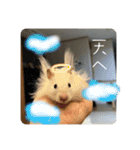 高橋家のはむちゃん 3（個別スタンプ：25）