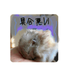 高橋家のはむちゃん 3（個別スタンプ：27）