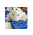 高橋家のはむちゃん 3（個別スタンプ：28）
