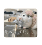 高橋家のはむちゃん 3（個別スタンプ：29）