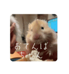 高橋家のはむちゃん 3（個別スタンプ：31）
