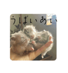 高橋家のはむちゃん 3（個別スタンプ：34）