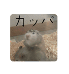 高橋家のはむちゃん 3（個別スタンプ：39）