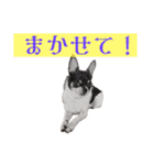 I♡まろ（個別スタンプ：40）