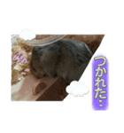 ハムスターイワシちゃんスタンプ（個別スタンプ：4）