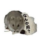 ハムスターイワシちゃんスタンプ（個別スタンプ：17）