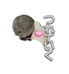 ハムスターイワシちゃんスタンプ（個別スタンプ：20）