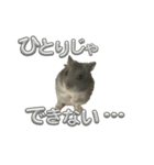 ハムスターイワシちゃんスタンプ（個別スタンプ：33）