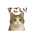 がんばる君へ マンチカンのエール（個別スタンプ：6）