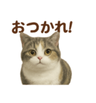 がんばる君へ マンチカンのエール（個別スタンプ：11）