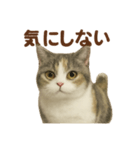 がんばる君へ マンチカンのエール（個別スタンプ：12）