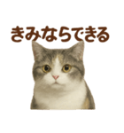 がんばる君へ マンチカンのエール（個別スタンプ：14）