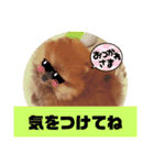 サングラスうず（個別スタンプ：1）