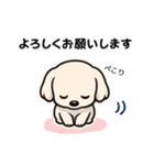マルチーズ犬のやさしい敬語スタンプ（個別スタンプ：4）