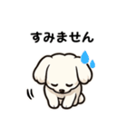 マルチーズ犬のやさしい敬語スタンプ（個別スタンプ：10）