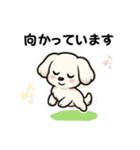 マルチーズ犬のやさしい敬語スタンプ（個別スタンプ：14）