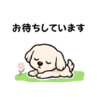 マルチーズ犬のやさしい敬語スタンプ（個別スタンプ：15）