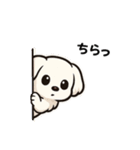 マルチーズ犬のやさしい敬語スタンプ（個別スタンプ：16）