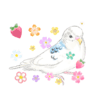 いんこのすぅーちゃん☆（個別スタンプ：1）