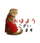 口うるさい優しいおばちゃんネコ（個別スタンプ：1）