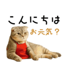 口うるさい優しいおばちゃんネコ（個別スタンプ：2）
